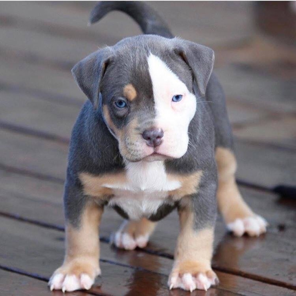 Meet your Posher, Javonne